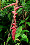 Heliconia regalis, Tatama National Park, Colombia One of close to 200 known species of Heliconia, this one occuring in Colombia and Ecuador. Flower closeup:<br />
https://www.jungledragon.com/image/57200/heliconia_regalis_-_closeup_tatama_national_park_colombia.html Cerro Montezuma,Choco,Chocó,Colombia,Colombia Choco & Pacific region,Heliconia regalis,Montezuma,South America,Tatama National Park,Tatamá National Park,World