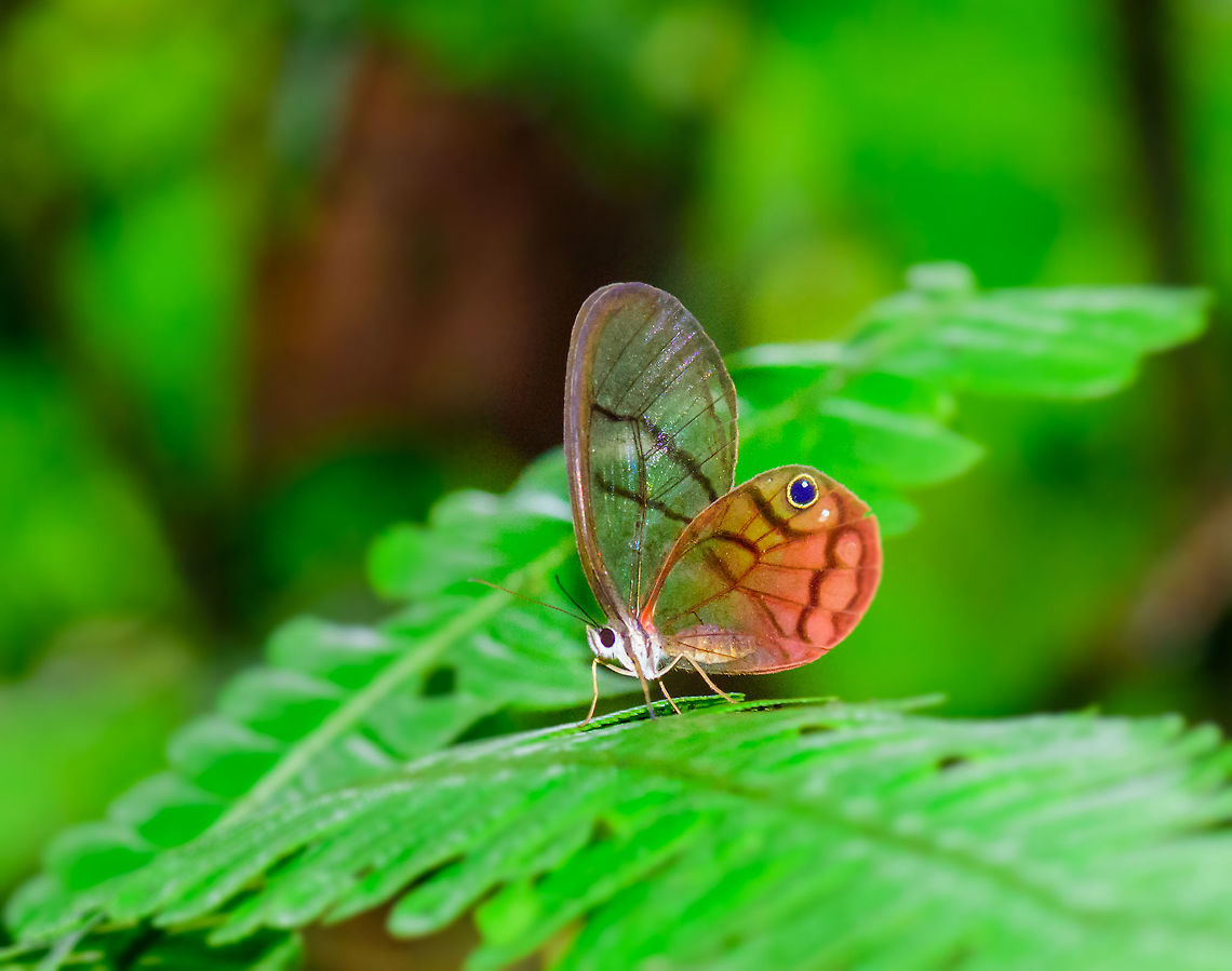 Blushing Phantom, Tatama National Park, Colombia The Cithaerias pireta pireta sub species found in Colombia. True story: seeing the partly reddish pink part of the wings, I thought to myself it seems like its blushing. Then I found out it's actually named the Blushing Phantom. Cerro Montezuma,Choco,Choc&oacute;,Cithaerias pireta,Colombia,Colombia Choco & Pacific region,Montezuma,South America,Tatama National Park,Tatam&aacute; National Park,World