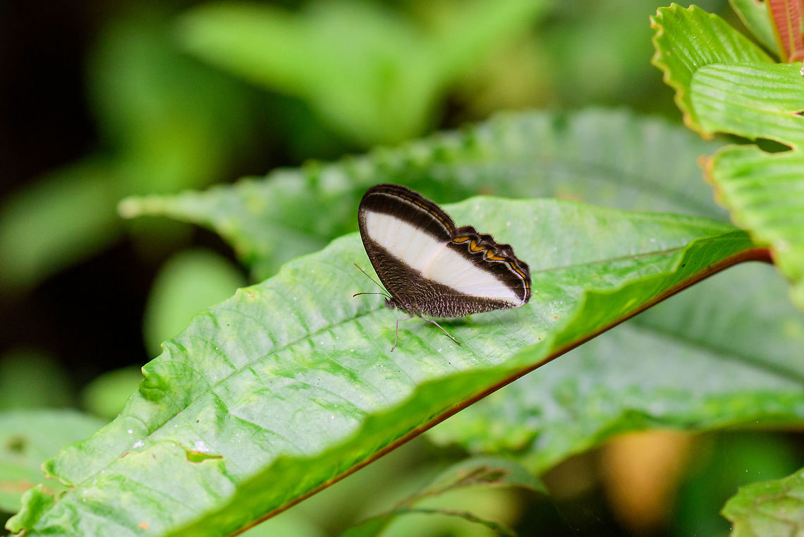Common Oressinoma, Tatama National Park, Colombia Oressinoma typhla typhla sub species.  Cerro Montezuma,Choco,Chocó,Colombia,Colombia Choco & Pacific region,Common Oressinoma,Montezuma,Oressinoma typhla,South America,Tatama National Park,Tatamá National Park,World