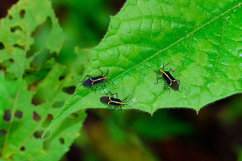 Bug party, Tatama National Park, Colombia A festive gathering of 3 black bugs with yellow marked party suit:
https://www.jungledragon.com/image/57205/bug_party_-_closeup_tatama_national_park_colombia.html Cerro Montezuma,Choco,Chocó,Colombia,Colombia Choco & Pacific region,Hypselonotus linea,Hypselonotus lineatus,Montezuma,South America,Tatama National Park,Tatamá National Park,World