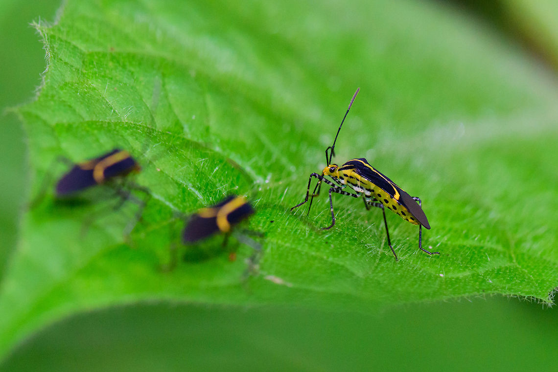 Bug party - closeup, Tatama National Park, Colombia A festive gathering of 3 black bugs with yellow marked party suit. In this scene we see Richard reluctantly opening the dance floor.  Cerro Montezuma,Choco,Choc&oacute;,Colombia,Colombia Choco & Pacific region,Hypselonotus linea,Hypselonotus lineatus,Montezuma,South America,Tatama National Park,Tatam&aacute; National Park,World