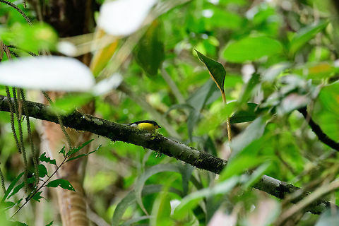 Slate-throated whitestart, Tatama National Park, Colombia Sorry for the truly awful shot, it's the only one I have, sharing it because we didn't have the species on the platform yet. Cerro Montezuma,Choco,Choc&oacute;,Colombia,Colombia Choco & Pacific region,Fall,Geotagged,Montezuma,Myioborus miniatus,Slate-throated whitestart,South America,Tatama National Park,Tatam&aacute; National Park,World