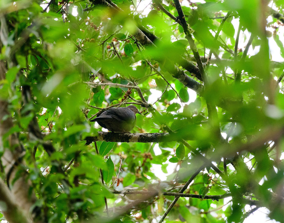 Ruddy pigeon, Tatama National Park, Colombia  Cerro Montezuma,Choco,Chocó,Colombia,Colombia Choco & Pacific region,Montezuma,Patagioenas subvinacea,Ruddy pigeon,South America,Tatama National Park,Tatamá National Park,World