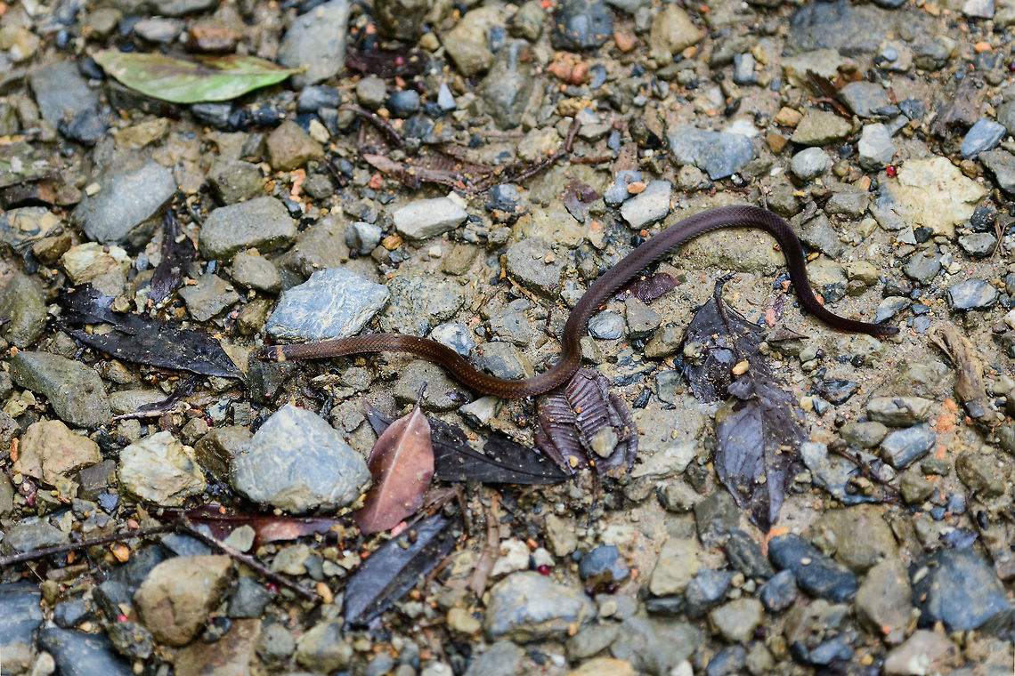 Black-headed snake Tatama National Park, Colombia Size is small, I'm thinking 30-40cm. Overall color is dark reddish brown with a yellow band near the head. Our guide suggested it may be a juvenile. Cerro Montezuma,Choco,Choc&oacute;,Colombia,Colombia Choco & Pacific region,Fall,Geotagged,Montezuma,South America,Tantilla melanocephala,Tatama National Park,Tatam&aacute; National Park,World,tantilla melanocephala