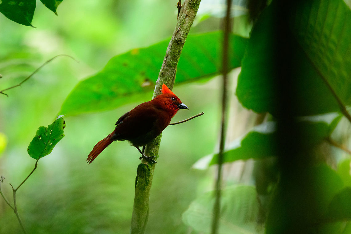 Crested ant tanager, Tatama National Park, Colombia Endemic to Colombia. Moves around in noisy groups, always near streams.  Cerro Montezuma,Choco,Choc&oacute;,Colombia,Colombia Choco & Pacific region,Crested ant tanager,Fall,Geotagged,Habia cristata,Montezuma,South America,Tatama National Park,Tatam&aacute; National Park,World