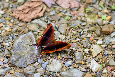 Waiter daggerwing, Tatama National Park, Colombia This is the last photo in the set for Tatama National Park. It took me a whopping 3 months to describe our 3 days there. Here's the full set:

https://www.jungledragon.com/tag/39818/tatama_national_park.html

To summarize the experience in this park: we came for the birds but were actually more impressed with everything else. For example the tiny orchids. The crazy insects. The stunning fungi. We used every waking hour in the day to explore the park for 3 days and in a way, it's still upsetting how much I had to skip.

Above all, Tatama changed my perspective on orchids. I've never been a plant person, they don't excite me much, so I could never really relate to things like orchid tours. Now I get it. 

Next stop will be Bahia Solano, one of the wettest places on the planet. 

 Cerro Montezuma,Choco,Choc&oacute;,Colombia,Colombia Choco & Pacific region,Marpesia zerynthia,Montezuma,South America,Tatama National Park,Tatam&aacute; National Park,World