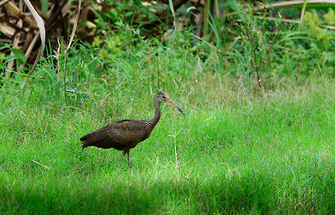 Limpkin, Colombia Found near the road when traveling from Montezuma to the airport. Aramus guarauna,Cerro Montezuma,Choco,Choc&oacute;,Colombia,Colombia Choco & Pacific region,Limpkin,Montezuma,South America,Tatama National Park,Tatam&aacute; National Park,World