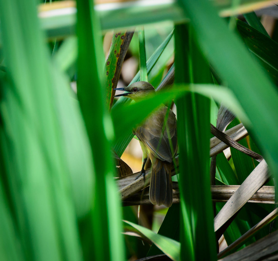 Cattle tyrant, Colombia Found hidden in the reed when we made a stop on the road to the airport. Cattle tyrant,Cerro Montezuma,Choco,Choc&oacute;,Colombia,Colombia Choco & Pacific region,Fall,Geotagged,Machetornis rixosa,Montezuma,South America,Tatama National Park,Tatam&aacute; National Park,World