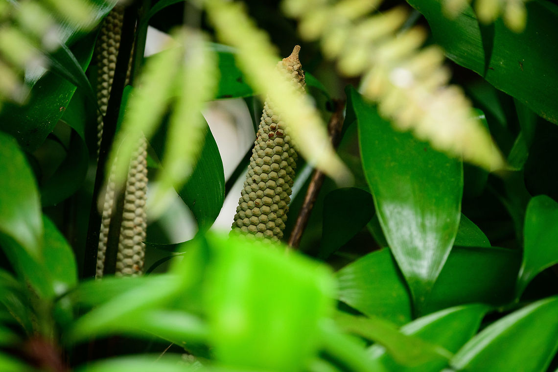 Zamia obliqua, Bahia Solano, Colombia Local guides kept insisting how remarkable this plant is, so I feel like I owe it to them to try to dig up some information about them.<br />
<br />
The Zamia genus of plants are prehistoric and supposedly were around as far back as the dinosaur era. Our local guide mentioned this as the first plant to carry seeds. Colombia has 18 species of Zamias, most occurring in very specific areas of the country. Some of those areas were inaccessible for decades due to Colombia&#039;s violence, therefore these plants are shredded in some mystery. <br />
<br />
This area, the Choc&oacute; department, is one of such inaccessible areas. It has only recently be cleared to visit, yet enforced by a large military presence. The area is known to house two Zamia species: Zamia obliqua and Zamia manicata. <br />
<br />
Some Zamia species are cultivated for being ideal in-house plants. I&#039;ve read that every part of the plant is toxic to both people and animals, but I&#039;m not sure if this is true. <br />
<br />
Here&#039;s one of my main sources:<br />
<a href="http://irieonline.com/websites/plantapalm/vce/cycadsof/colombia.htm" rel="nofollow">http://irieonline.com/websites/plantapalm/vce/cycadsof/colombia.htm</a> Bahia Solano,Bahía Solano,Choco,Chocó,Colombia,Colombia Choco & Pacific region,South America,World,Zamia obliqua