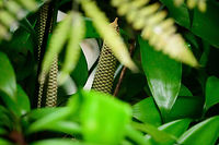 Zamia obliqua, Bahia Solano, Colombia Local guides kept insisting how remarkable this plant is, so I feel like I owe it to them to try to dig up some information about them.<br />
<br />
The Zamia genus of plants are prehistoric and supposedly were around as far back as the dinosaur era. Our local guide mentioned this as the first plant to carry seeds. Colombia has 18 species of Zamias, most occurring in very specific areas of the country. Some of those areas were inaccessible for decades due to Colombia's violence, therefore these plants are shredded in some mystery. <br />
<br />
This area, the Choc&oacute; department, is one of such inaccessible areas. It has only recently be cleared to visit, yet enforced by a large military presence. The area is known to house two Zamia species: Zamia obliqua and Zamia manicata. <br />
<br />
Some Zamia species are cultivated for being ideal in-house plants. I've read that every part of the plant is toxic to both people and animals, but I'm not sure if this is true. <br />
<br />
Here's one of my main sources:<br />
http://irieonline.com/websites/plantapalm/vce/cycadsof/colombia.htm Bahia Solano,Bah&iacute;a Solano,Choco,Choc&oacute;,Colombia,Colombia Choco & Pacific region,South America,World,Zamia obliqua