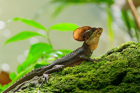 Western Basilisk, Bahia Solano, Colombia This was a quick welcome hike after arriving at our beach lodge in Bahia Solano. The beach, the lodges, the garden behind it, were full of this species. Hundreds of them. A very entertaining species to watch, constantly running and stopping and running in and endless loop. Closeup:
https://www.jungledragon.com/image/57326/western_basilisk_-_closeup_bahia_solano_colombia.html Bahia Solano,Bah&iacute;a Solano,Basiliscus galeritus,Choco,Choc&oacute;,Colombia,Colombia Choco & Pacific region,Fall,Geotagged,South America,Western basilisk,World