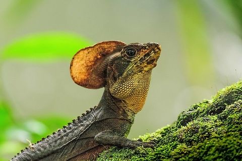 Western Basilisk - closeup, Bahia Solano, Colombia This was a quick welcome hike after arriving at our beach lodge in Bahia Solano. The beach, the lodges, the garden behind it, were full of this species. Hundreds of them. A very entertaining species to watch, constantly running and stopping and running in and endless loop. Full body:
https://www.jungledragon.com/image/57325/western_basilisk_bahia_solano_colombia.html Bahia Solano,Bahía Solano,Basiliscus galeritus,Choco,Chocó,Colombia,Colombia Choco & Pacific region,Fall,Geotagged,South America,Western basilisk,World