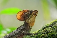 Western Basilisk - closeup, Bahia Solano, Colombia This was a quick welcome hike after arriving at our beach lodge in Bahia Solano. The beach, the lodges, the garden behind it, were full of this species. Hundreds of them. A very entertaining species to watch, constantly running and stopping and running in and endless loop. Full body:<br />
https://www.jungledragon.com/image/57325/western_basilisk_bahia_solano_colombia.html Bahia Solano,Bahía Solano,Basiliscus galeritus,Choco,Chocó,Colombia,Colombia Choco & Pacific region,Fall,Geotagged,South America,Western basilisk,World