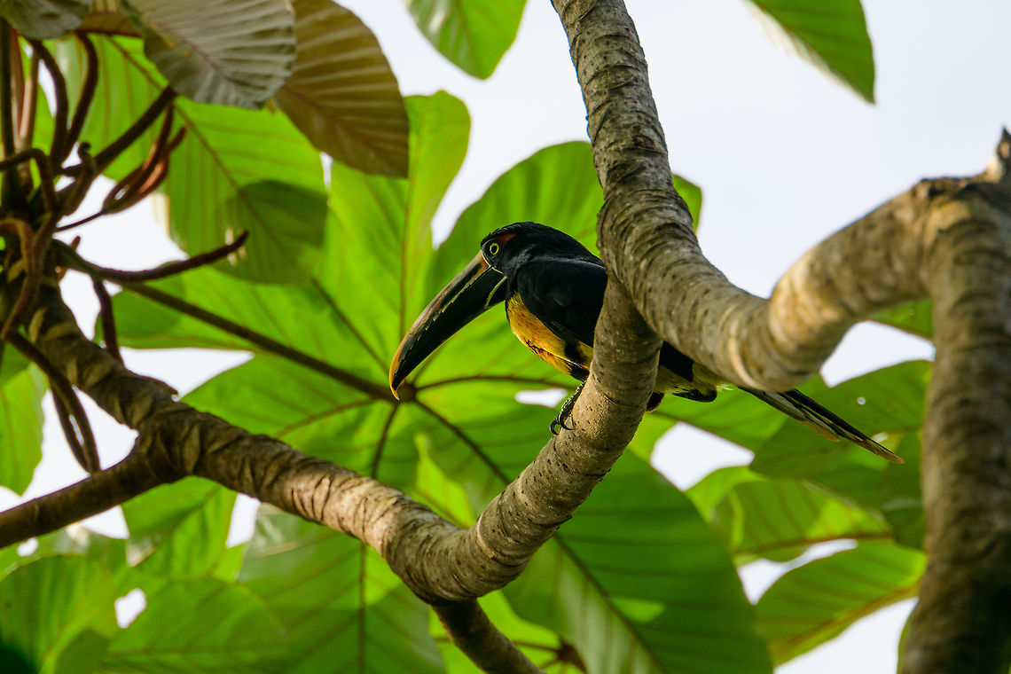Collared Aracari, Bahia Solano, Colombia  Bahia Solano,Bahía Solano,Choco,Chocó,Collared aracari,Colombia,Colombia Choco & Pacific region,Pteroglossus torquatus,South America,World