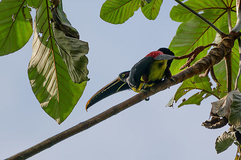 Collared Aracari - side view, Bahia Solano, Colombia  Bahia Solano,Bahía Solano,Choco,Chocó,Collared aracari,Colombia,Colombia Choco & Pacific region,Fall,Geotagged,Pteroglossus torquatus,South America,World