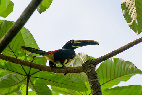 Collared Aracari - side view - II, Bahia Solano, Colombia  Bahia Solano,Bahía Solano,Choco,Chocó,Collared aracari,Colombia,Colombia Choco & Pacific region,Fall,Geotagged,Pteroglossus torquatus,South America,World