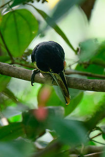 Collared Aracari - looking down, Bahia Solano, Colombia  Bahia Solano,Bahía Solano,Choco,Chocó,Collared aracari,Colombia,Colombia Choco & Pacific region,Fall,Geotagged,Pteroglossus torquatus,South America,World