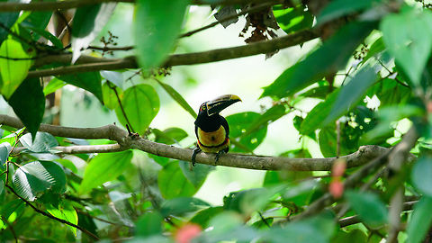 Collared Aracari - perched, Bahia Solano, Colombia  Bahia Solano,Bahía Solano,Choco,Chocó,Collared aracari,Colombia,Colombia Choco & Pacific region,Fall,Geotagged,Pteroglossus torquatus,South America,World