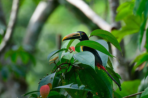 Collared Aracari - open view, Bahia Solano, Colombia  Bahia Solano,Bahía Solano,Choco,Chocó,Collared aracari,Colombia,Colombia Choco & Pacific region,Pteroglossus torquatus,South America,World