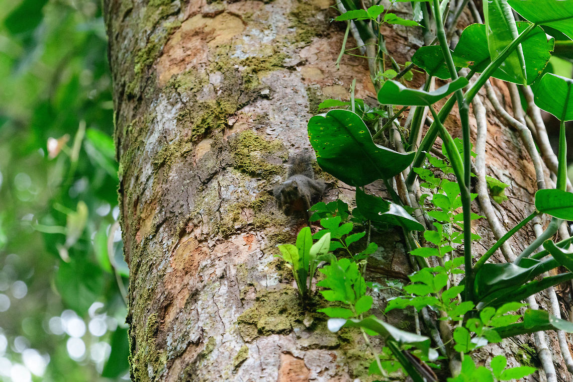 Central American dwarf squirrel, Bahia Solano, Colombia  Bahia Solano,Bah&iacute;a Solano,Central American dwarf squirrel,Choco,Choc&oacute;,Colombia,Colombia Choco & Pacific region,Microsciurus alfari,South America,World