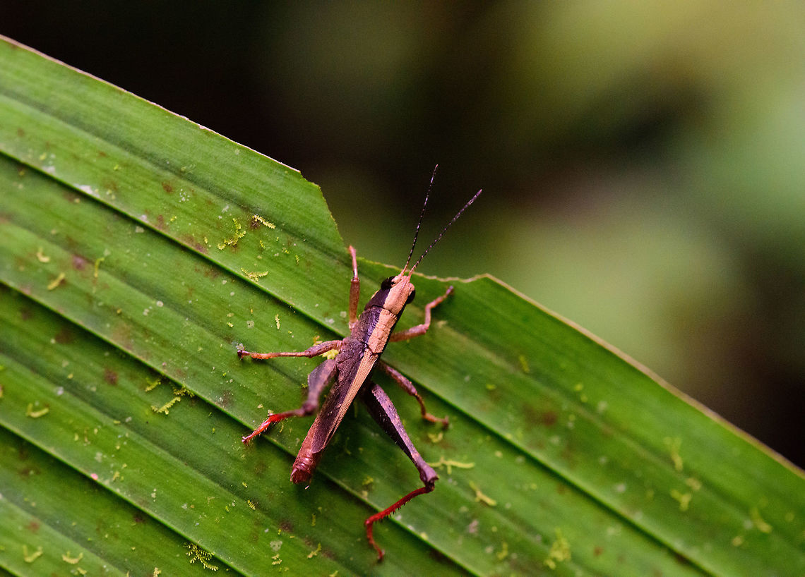 Banded grasshopper, Bahia Solano, Colombia  Bahia Solano,Bahía Solano,Choco,Chocó,Colombia,Colombia Choco & Pacific region,South America,World