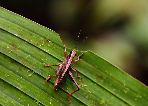 Banded grasshopper, Bahia Solano, Colombia  Bahia Solano,Bahía Solano,Choco,Chocó,Colombia,Colombia Choco & Pacific region,South America,World