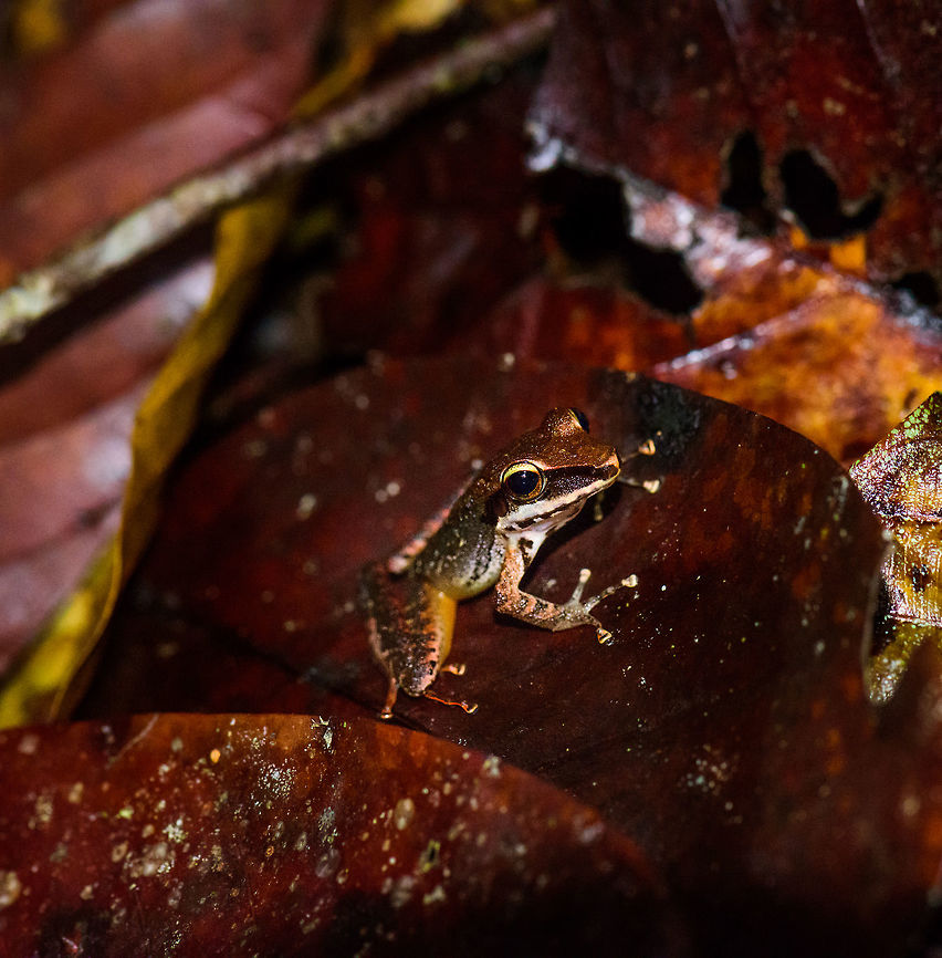 Reddish brown frog on forest floor, Bahia Solano, Colombia  Bahia Solano,Bahía Solano,Choco,Chocó,Colombia,Colombia Choco & Pacific region,South America,World