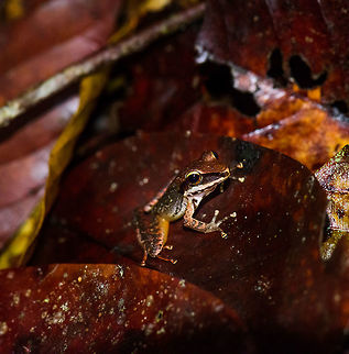 Reddish brown frog on forest floor, Bahia Solano, Colombia  Bahia Solano,Bah&iacute;a Solano,Choco,Choc&oacute;,Colombia,Colombia Choco & Pacific region,South America,World