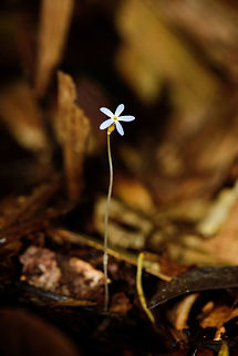 Parasitic flower, Voyria tenella, Bahia Solano Our guide described this as a parasitic flower. Bahia Solano,Bahía Solano,Choco,Chocó,Colombia,Colombia Choco & Pacific region,Puerto Rico Ghostplant,South America,Voyria tenella,World