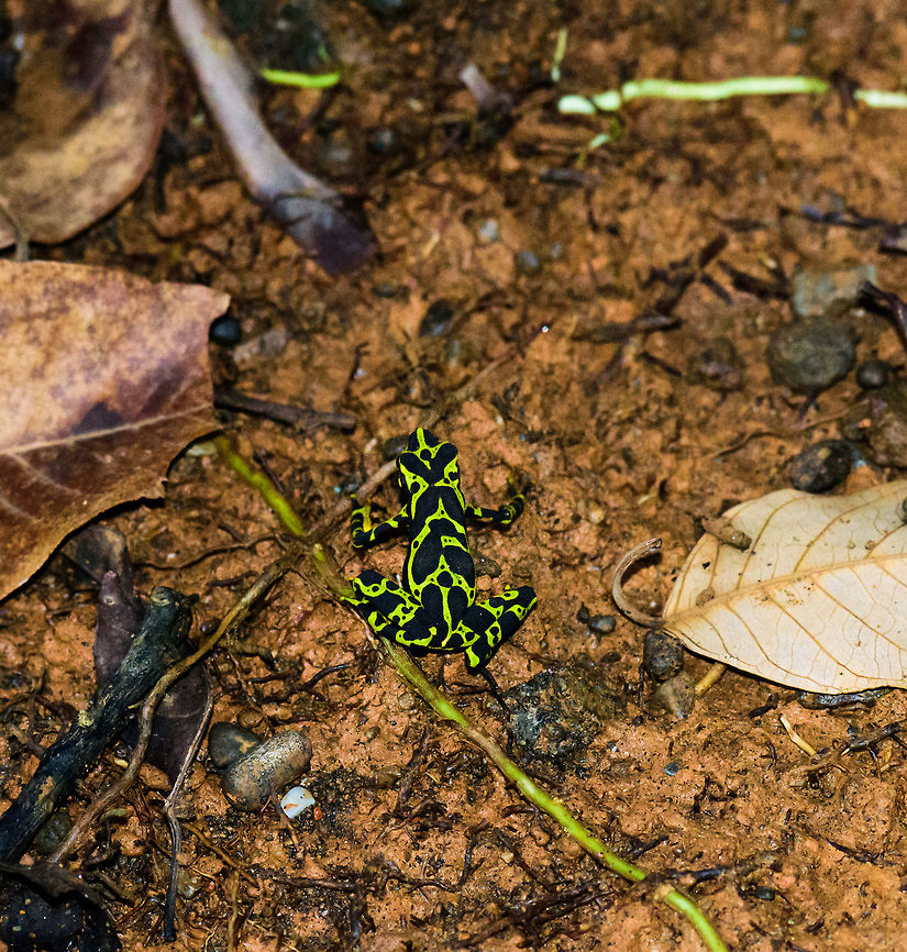 Atelopus spurrelli (Condoto Stubfoot Toad), Bahia Solano, Colombia Correction: this is not the Harlequin poison frog, it is the Atelopus spurrelli (Condoto Stubfoot Toad) instead.<br />
<br />
<figure class="photo"><a href="https://www.jungledragon.com/image/57403/atelopus_spurrelli_condoto_stubfoot_toad_-_front_view_bahia_solano_colombia.html" title="Atelopus spurrelli (Condoto Stubfoot Toad) - front view, Bahia Solano, Colombia"><img src="https://s3.amazonaws.com/media.jungledragon.com/images/2/57403_thumb.jpg?AWSAccessKeyId=05GMT0V3GWVNE7GGM1R2&Expires=1769040010&Signature=LntohEaLV6%2BKucumM6GuQIJ9QZc%3D" width="200" height="134" alt="Atelopus spurrelli (Condoto Stubfoot Toad) - front view, Bahia Solano, Colombia  Atelopus spurrelli,Bahia Solano,Bah&iacute;a Solano,Choco,Choc&oacute;,Colombia,Colombia Choco &amp; Pacific region,Condoto Stubfoot Toad,South America,World" /></a></figure><br />
<figure class="photo"><a href="https://www.jungledragon.com/image/57405/atelopus_spurrelli_condoto_stubfoot_toad_-_peeking_bahia_solano_colombia.html" title="Atelopus spurrelli (Condoto Stubfoot Toad) - peeking, Bahia Solano, Colombia"><img src="https://s3.amazonaws.com/media.jungledragon.com/images/2/57405_thumb.jpg?AWSAccessKeyId=05GMT0V3GWVNE7GGM1R2&Expires=1769040010&Signature=3w7NFPw6ul7DfQQVEqjedFpcoLI%3D" width="200" height="160" alt="Atelopus spurrelli (Condoto Stubfoot Toad) - peeking, Bahia Solano, Colombia Atelopus spurrelli (Condoto Stubfoot Toad) Atelopus spurrelli,Bahia Solano,Bah&iacute;a Solano,Choco,Choc&oacute;,Colombia,Colombia Choco &amp; Pacific region,Condoto Stubfoot Toad,South America,World" /></a></figure><br />
<figure class="photo"><a href="https://www.jungledragon.com/image/57404/atelopus_spurrelli_condoto_stubfoot_toad_-_climbing_bahia_solano_colombia.html" title="Atelopus spurrelli (Condoto Stubfoot Toad) - climbing, Bahia Solano, Colombia"><img src="https://s3.amazonaws.com/media.jungledragon.com/images/2/57404_thumb.jpg?AWSAccessKeyId=05GMT0V3GWVNE7GGM1R2&Expires=1769040010&Signature=xku8WY8%2BQsjEwdoQnI7Rz5Ik90M%3D" width="102" height="152" alt="Atelopus spurrelli (Condoto Stubfoot Toad) - climbing, Bahia Solano, Colombia  Atelopus spurrelli,Bahia Solano,Bah&iacute;a Solano,Choco,Choc&oacute;,Colombia,Colombia Choco &amp; Pacific region,Condoto Stubfoot Toad,South America,World" /></a></figure><br />
<figure class="photo"><a href="https://www.jungledragon.com/image/57406/atelopus_spurrelli_condoto_stubfoot_toad_-_stretching_bahia_solano_colombia.html" title="Atelopus spurrelli (Condoto Stubfoot Toad) - stretching, Bahia Solano, Colombia"><img src="https://s3.amazonaws.com/media.jungledragon.com/images/2/57406_thumb.jpg?AWSAccessKeyId=05GMT0V3GWVNE7GGM1R2&Expires=1769040010&Signature=Y5OEuYp8q8m3kVC7oyCj3Oo83UQ%3D" width="200" height="134" alt="Atelopus spurrelli (Condoto Stubfoot Toad) - stretching, Bahia Solano, Colombia  Atelopus spurrelli,Bahia Solano,Bah&iacute;a Solano,Choco,Choc&oacute;,Colombia,Colombia Choco &amp; Pacific region,Condoto Stubfoot Toad,South America,World" /></a></figure> Atelopus spurrelli,Bahia Solano,Bah&iacute;a Solano,Choco,Choc&oacute;,Colombia,Colombia Choco & Pacific region,Condoto Stubfoot Toad,South America,World