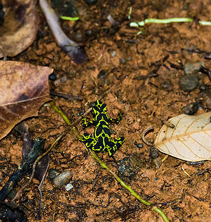 Condoto Stubfoot Toad