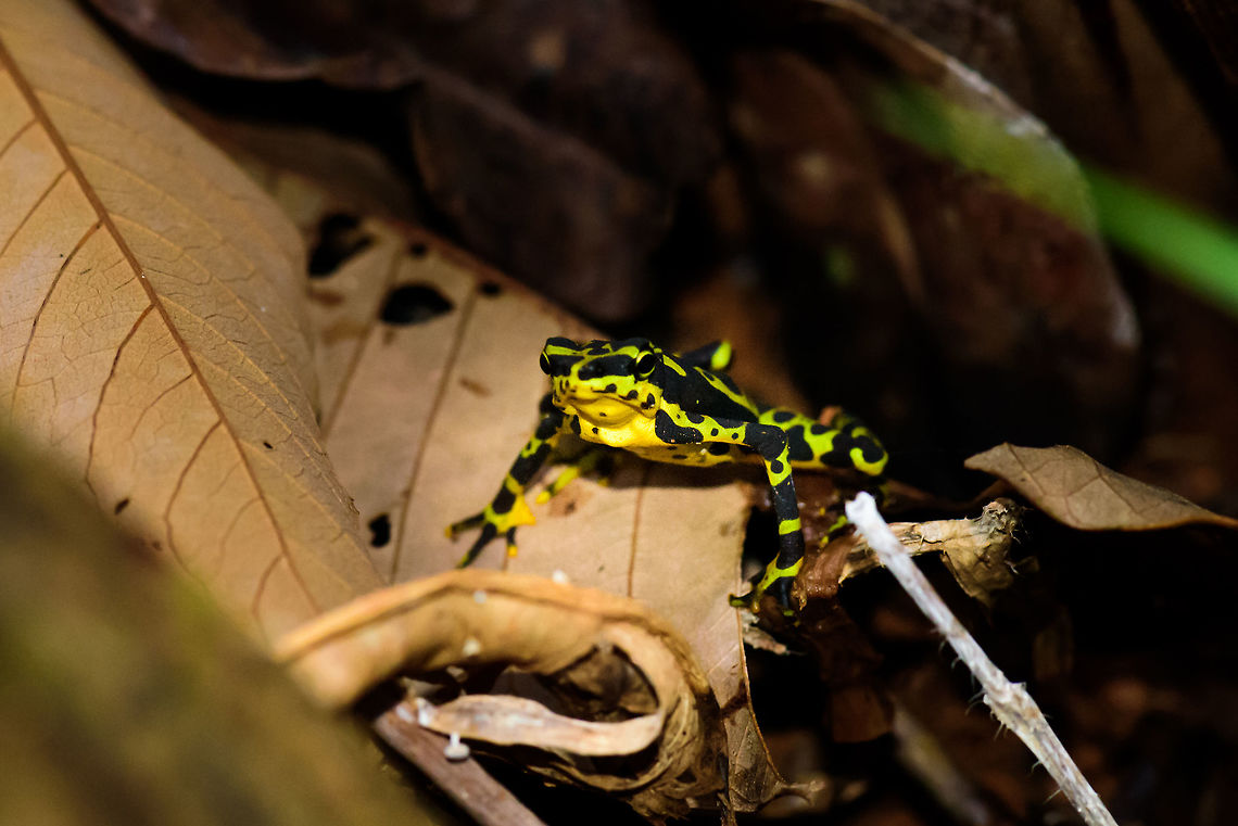 Atelopus spurrelli (Condoto Stubfoot Toad) - front view, Bahia Solano, Colombia  Atelopus spurrelli,Bahia Solano,Bahía Solano,Choco,Chocó,Colombia,Colombia Choco & Pacific region,Condoto Stubfoot Toad,South America,World