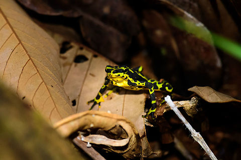 Atelopus spurrelli (Condoto Stubfoot Toad) - front view, Bahia Solano, Colombia  Atelopus spurrelli,Bahia Solano,Bahía Solano,Choco,Chocó,Colombia,Colombia Choco & Pacific region,Condoto Stubfoot Toad,South America,World