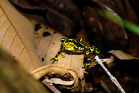 Atelopus spurrelli (Condoto Stubfoot Toad) - front view, Bahia Solano, Colombia  Atelopus spurrelli,Bahia Solano,Bah&iacute;a Solano,Choco,Choc&oacute;,Colombia,Colombia Choco & Pacific region,Condoto Stubfoot Toad,South America,World