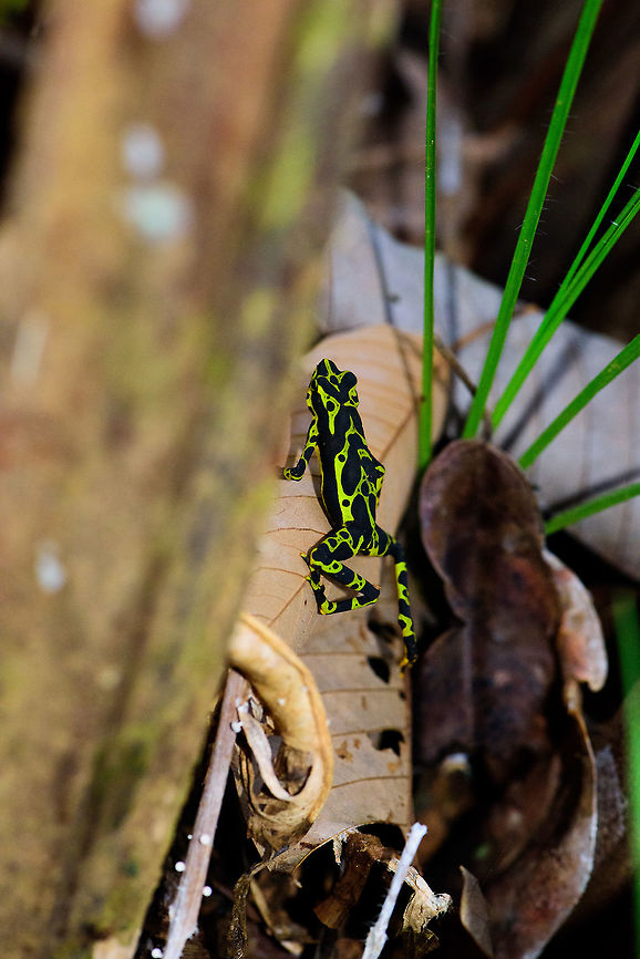 Atelopus spurrelli (Condoto Stubfoot Toad) - climbing, Bahia Solano, Colombia  Atelopus spurrelli,Bahia Solano,Bah&iacute;a Solano,Choco,Choc&oacute;,Colombia,Colombia Choco & Pacific region,Condoto Stubfoot Toad,South America,World