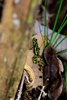 Atelopus spurrelli (Condoto Stubfoot Toad) - climbing, Bahia Solano, Colombia  Atelopus spurrelli,Bahia Solano,Bah&iacute;a Solano,Choco,Choc&oacute;,Colombia,Colombia Choco & Pacific region,Condoto Stubfoot Toad,South America,World