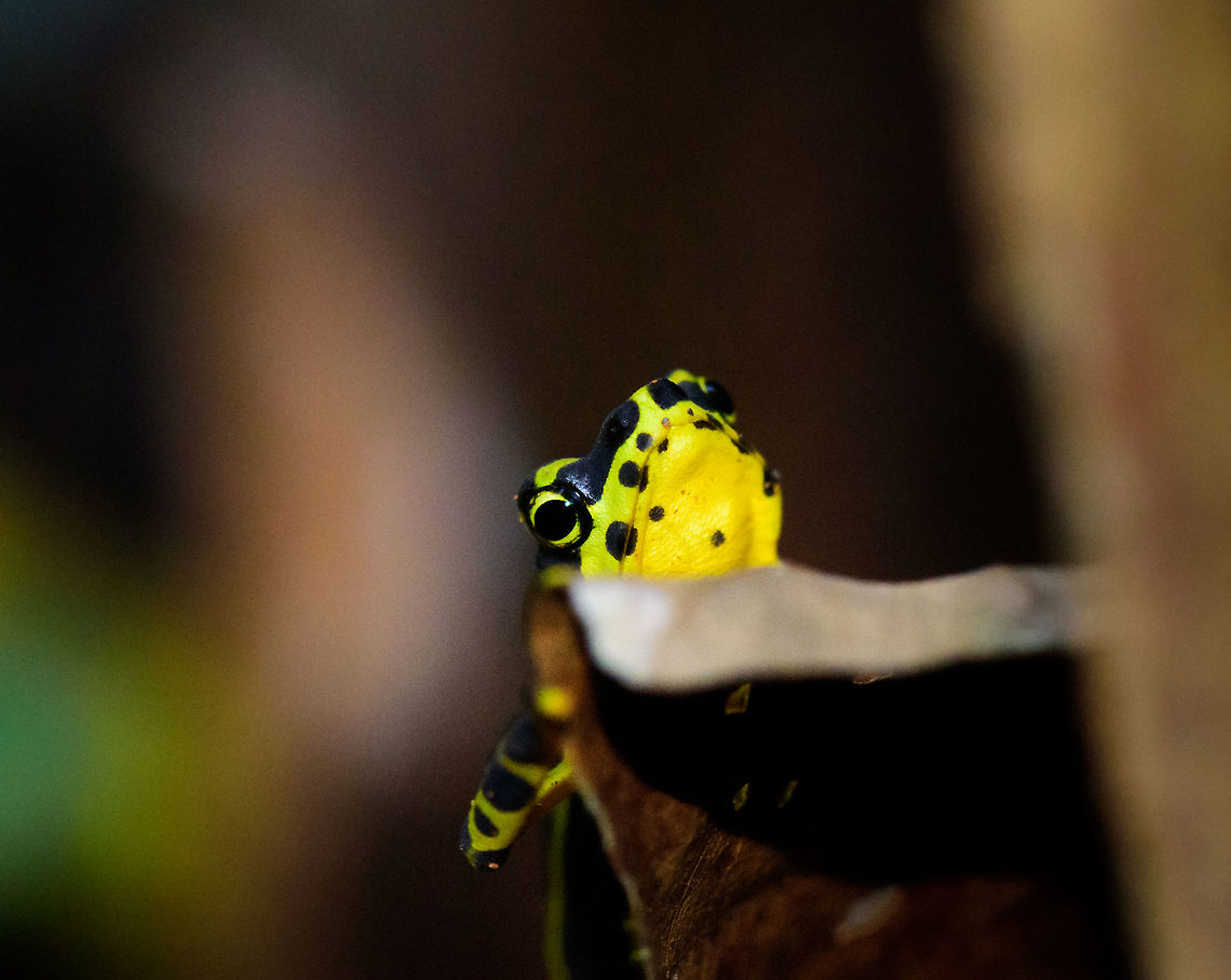 Atelopus spurrelli (Condoto Stubfoot Toad) - peeking, Bahia Solano, Colombia Atelopus spurrelli (Condoto Stubfoot Toad) Atelopus spurrelli,Bahia Solano,Bahía Solano,Choco,Chocó,Colombia,Colombia Choco & Pacific region,Condoto Stubfoot Toad,South America,World