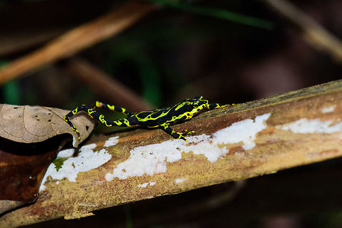 Atelopus spurrelli (Condoto Stubfoot Toad) - stretching, Bahia Solano, Colombia  Atelopus spurrelli,Bahia Solano,Bahía Solano,Choco,Chocó,Colombia,Colombia Choco & Pacific region,Condoto Stubfoot Toad,South America,World