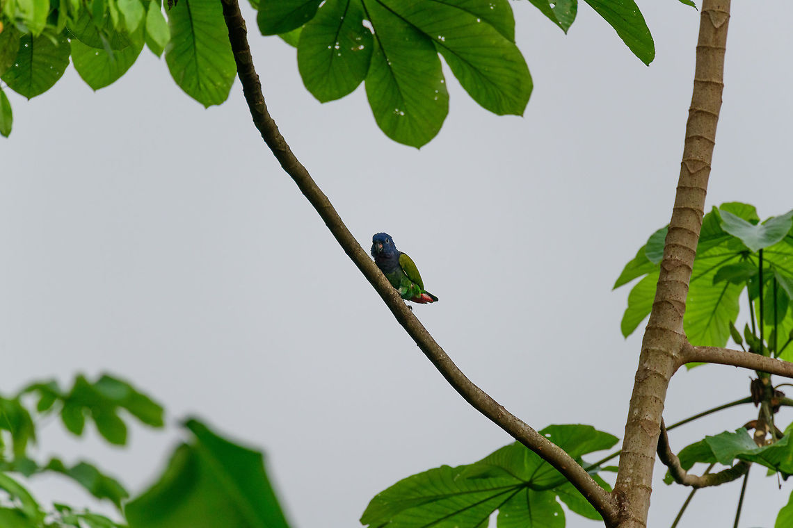 Blue-headed Parrot, Bahia Solano, Colombia  Bahia Solano,Bah&iacute;a Solano,Blue-headed Parrot,Choco,Choc&oacute;,Colombia,Colombia Choco & Pacific region,Pionus menstruus,South America,World