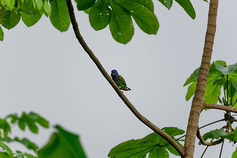 Blue-headed Parrot, Bahia Solano, Colombia  Bahia Solano,Bahía Solano,Blue-headed Parrot,Choco,Chocó,Colombia,Colombia Choco & Pacific region,Pionus menstruus,South America,World