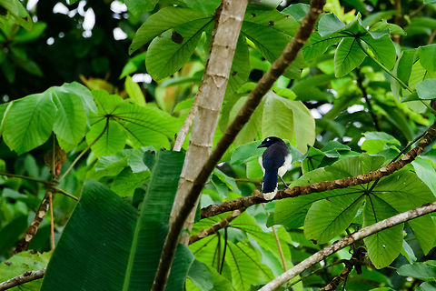 Black-chested Jay, Bahia Solano, Colombia  Bahia Solano,Bahía Solano,Black-chested jay,Choco,Chocó,Colombia,Colombia Choco & Pacific region,Cyanocorax affinis,Fall,Geotagged,South America,World