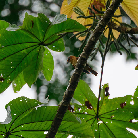 One-colored becard, Bahia Solano, Colombia This is the female, the male is black. Bahia Solano,Bahía Solano,Choco,Chocó,Colombia,Colombia Choco & Pacific region,One-colored becard,Pachyramphus homochrous,South America,World