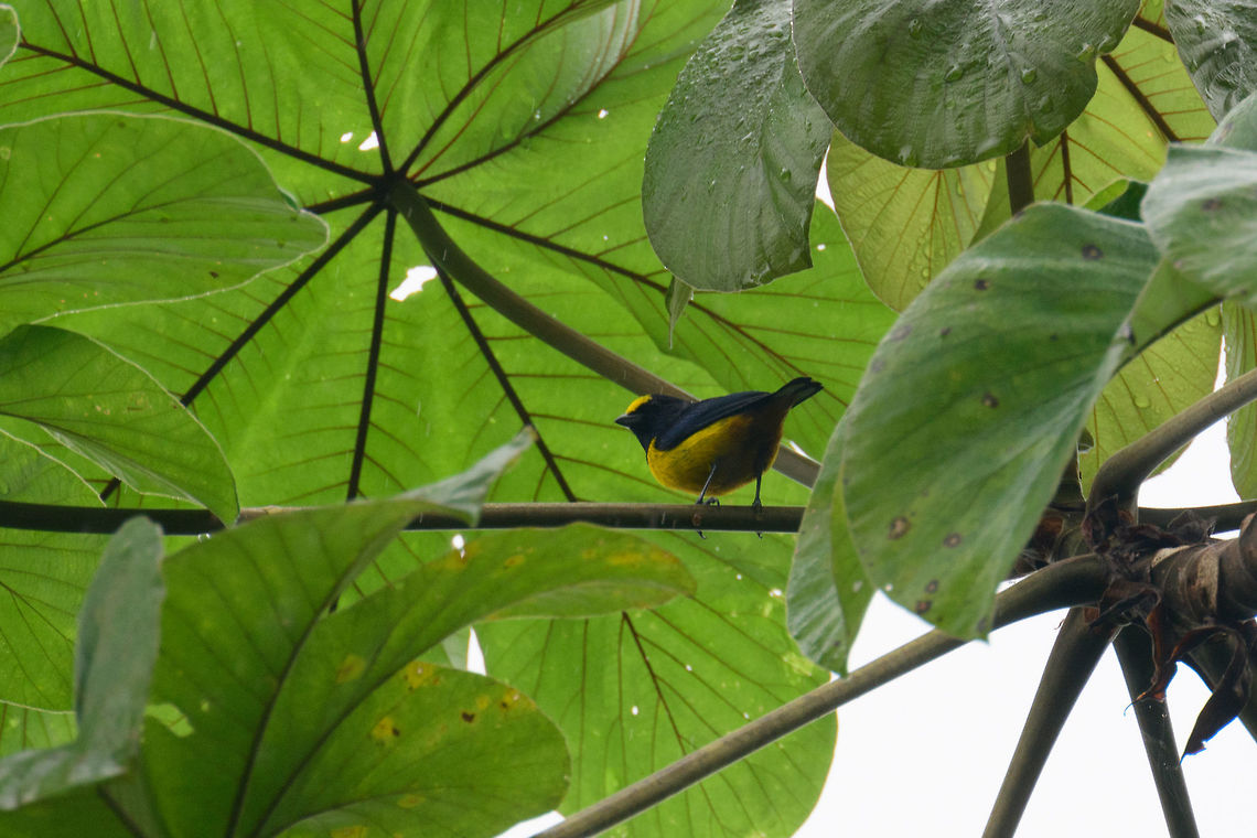 Orange-bellied euphonia, Bahia Solano, Colombia Heavy rain, white skies and dark forests: horrible conditions for photography, but still sharing a few shots of this very wet trip. Bahia Solano is one of the wettest places on the planet. Bahia Solano,Bahía Solano,Choco,Chocó,Colombia,Colombia Choco & Pacific region,Euphonia xanthogaster,Fall,Geotagged,Orange-bellied euphonia,South America,World