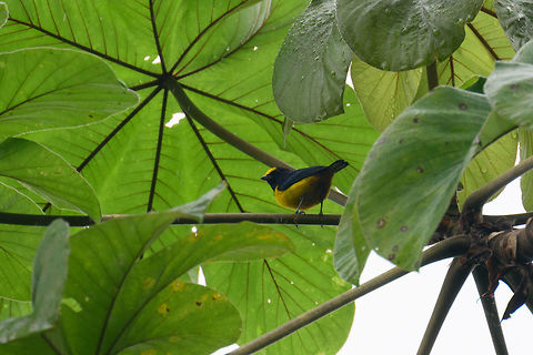 Orange-bellied euphonia, Bahia Solano, Colombia Heavy rain, white skies and dark forests: horrible conditions for photography, but still sharing a few shots of this very wet trip. Bahia Solano is one of the wettest places on the planet. Bahia Solano,Bahía Solano,Choco,Chocó,Colombia,Colombia Choco & Pacific region,Euphonia xanthogaster,Fall,Geotagged,Orange-bellied euphonia,South America,World