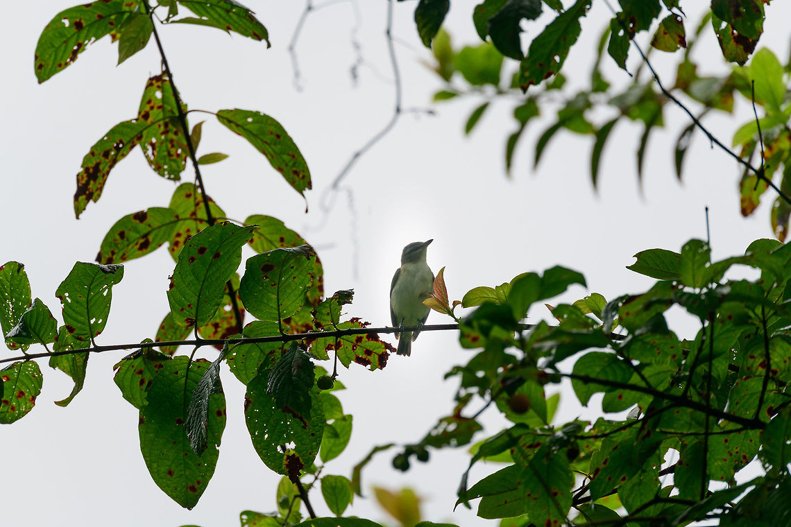 Red-eyed Vireo, Bahia Solano, Colombia  Bahia Solano,Bahía Solano,Choco,Chocó,Colombia,Colombia Choco & Pacific region,Red-eyed vireo,South America,Vireo olivaceus,World