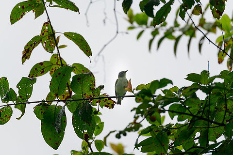 Red-eyed Vireo, Bahia Solano, Colombia  Bahia Solano,Bahía Solano,Choco,Chocó,Colombia,Colombia Choco & Pacific region,Red-eyed vireo,South America,Vireo olivaceus,World