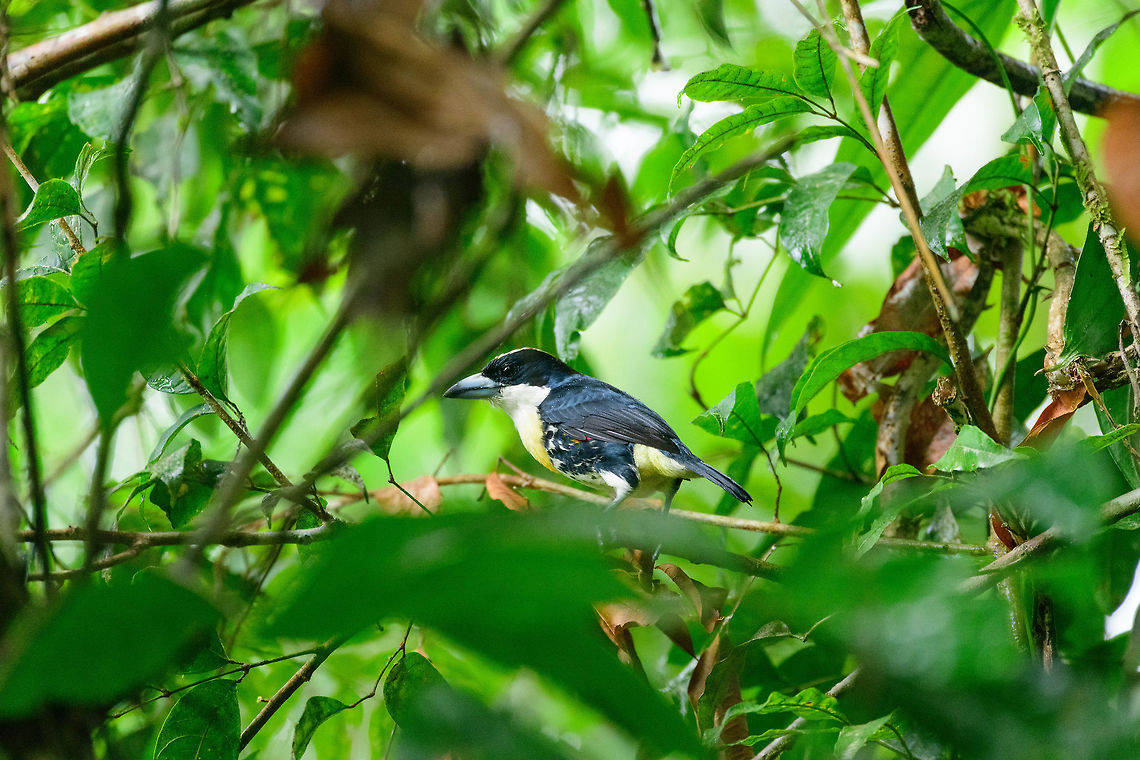 Spot-crowned barbet, Bahia Solano, Colombia  Bahia Solano,Bahía Solano,Capito maculicoronatus,Choco,Chocó,Colombia,Colombia Choco & Pacific region,Fall,Geotagged,South America,Spot-crowned barbet,World