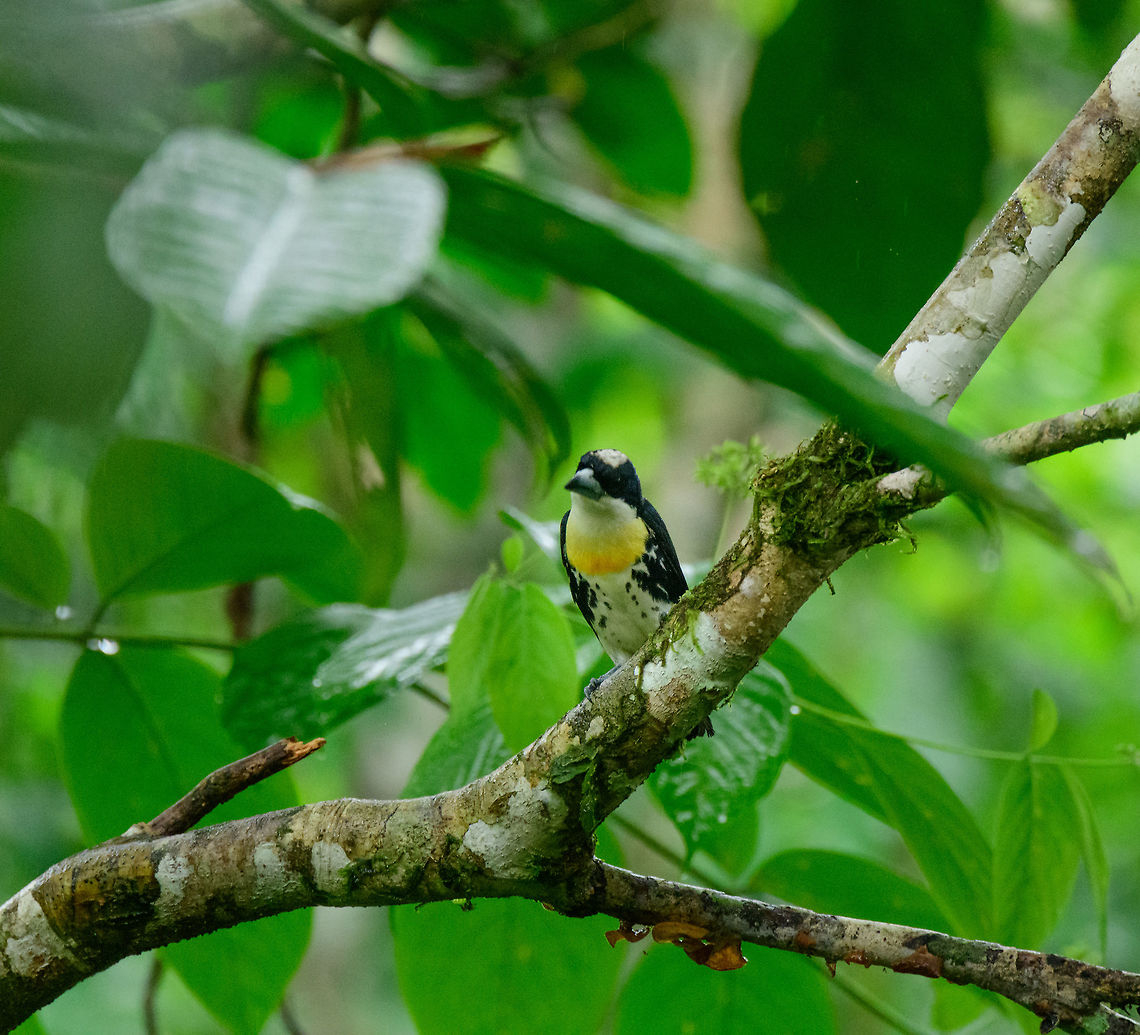 Spot-crowned barbet - front view, Bahia Solano, Colombia You can tell apart this species of barbet from other barbets by their lack of red in the crown, and the heavy black spots around the center of the belly. Bahia Solano,Bahía Solano,Capito maculicoronatus,Choco,Chocó,Colombia,Colombia Choco & Pacific region,Fall,Geotagged,South America,Spot-crowned barbet,World