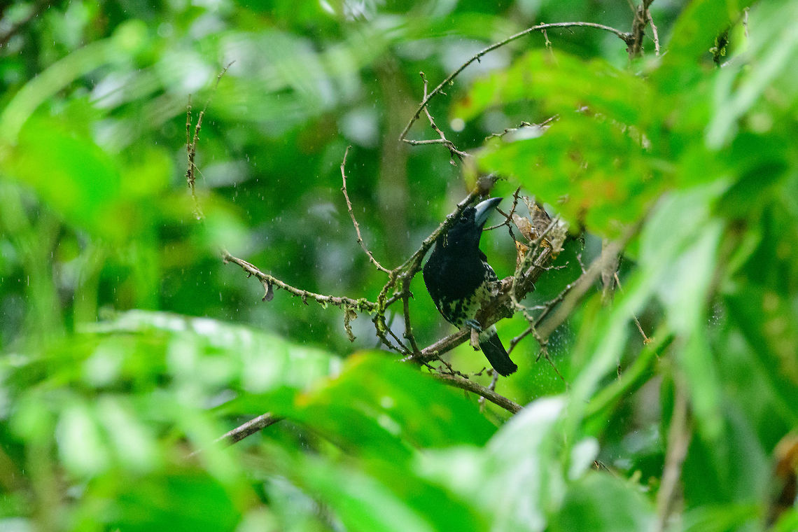 Spot-crowned barbet in heavy rain, Bahia Solano, Colombia Heavy rain is not an exception in Bahia Solano, it is a constant. Heavy rain can carry on for days without interruption.  Bahia Solano,Bah&iacute;a Solano,Capito maculicoronatus,Choco,Choc&oacute;,Colombia,Colombia Choco & Pacific region,Fall,Geotagged,South America,Spot-crowned barbet,World