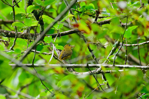 Summer Tanager, Bahia Solano, Colombia  Bahia Solano,Bahía Solano,Choco,Chocó,Colombia,Colombia Choco & Pacific region,Fall,Geotagged,Piranga rubra,South America,Summer Tanager,World